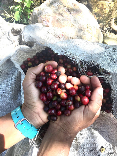 Specialty Coffee: So Worth It!